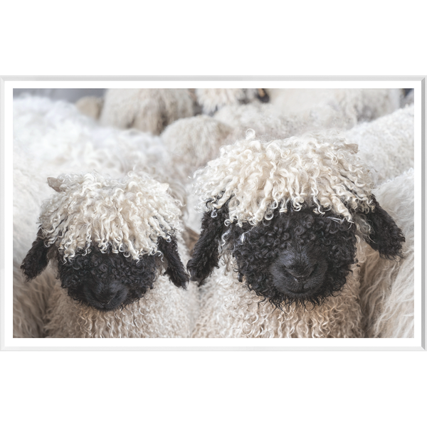 Valais Blacknose Sheep Art
