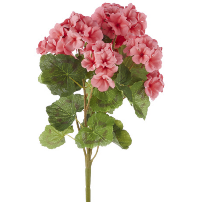 Coral Geranium Bush 18"
