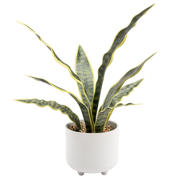 Riviera Ceramic Potted Faux 16" Snake Plant