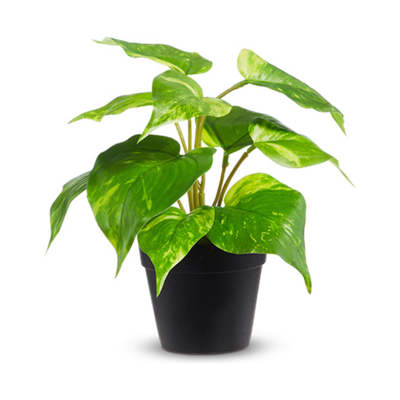 Potted Golden Pothos