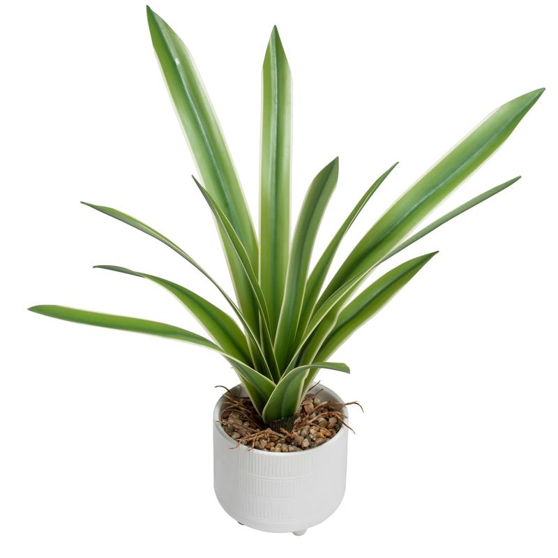 Riviera Ceramic Potted Faux 17" Cymbidium Leaf Plant