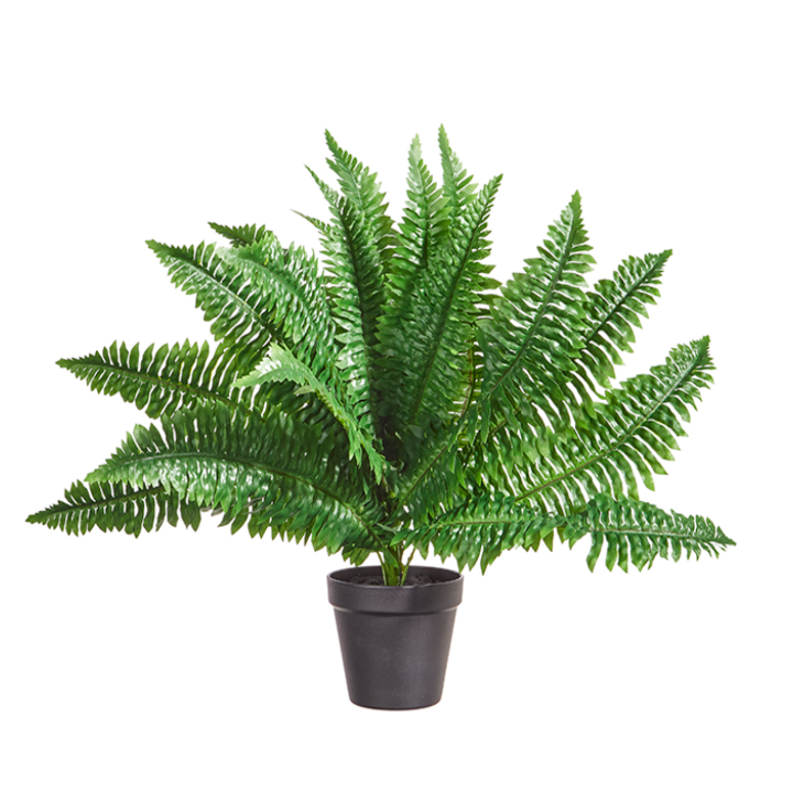 Potted Boston Fern 24"