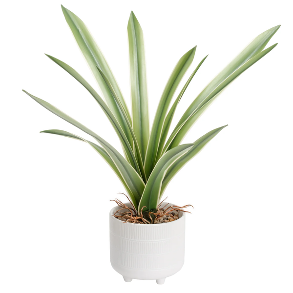 Riviera Ceramic Potted Faux 17" Cymbidium Leaf Plant