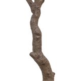 Faux Aralia Tree