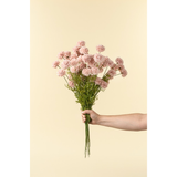 Mini Chrysanthemum in Pink