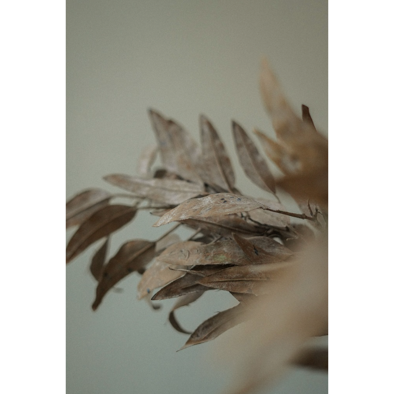 Dried Eucalyptus Stem in Cream