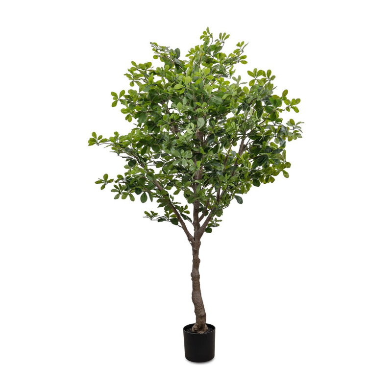 Faux Aralia Tree