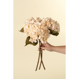 Hydrangea Floral Stem in Cream
