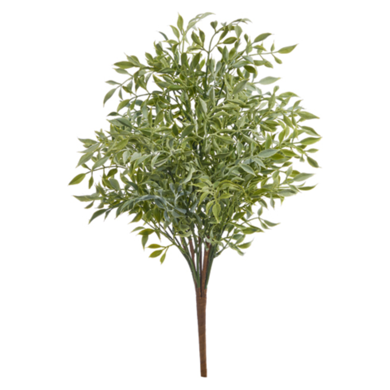 Soft Touch Ruscus Bush