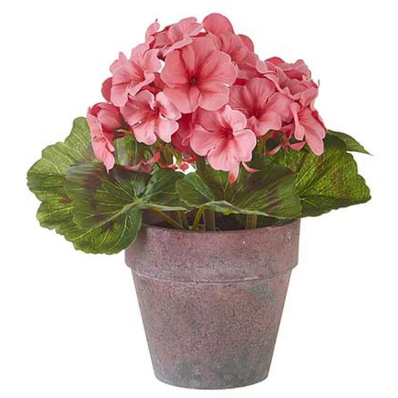 Potted Coral Geranium 9"