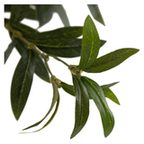 Faux Olive Tree Wide
