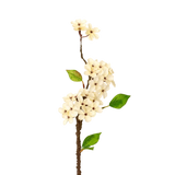Pear Blossom Branch