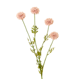 Mini Chrysanthemum in Pink