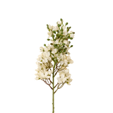 Delphinium Stem in White