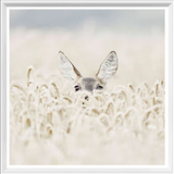 Peekaboo Deer