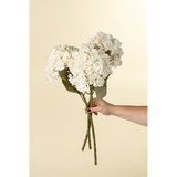 Hydrangea Stem in White