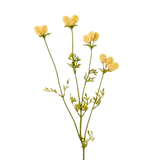 Dandelion Pom Spray | Cream
