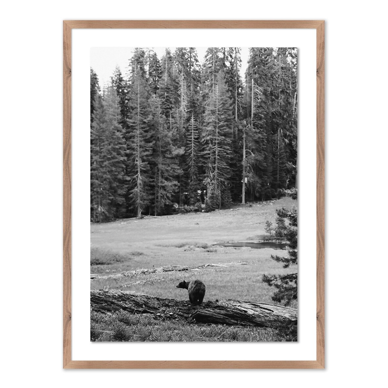 Don't Feed The Bears w/Rustic Walnut Frame