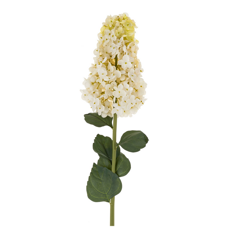 Hydrangea Paniculata Stem