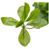 Faux Aralia Tree