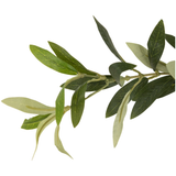 Faux Olive Tree
