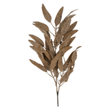 Dried Eucalyptus Stem in Cream