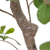 Faux Aralia Tree