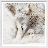 Grey Wolf Art