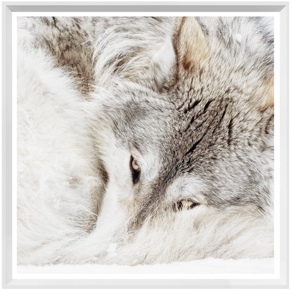 Grey Wolf Art