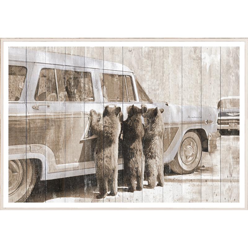 Bears in Yellowstone C. 1950