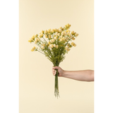 Dandelion Pom Spray | Cream
