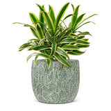 Leaf Planter