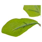 Faux Aralia Tree