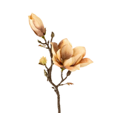 Magnolia Branch | Cream