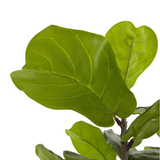 Faux Fiddle Leaf Tree