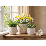 Daisy Planter