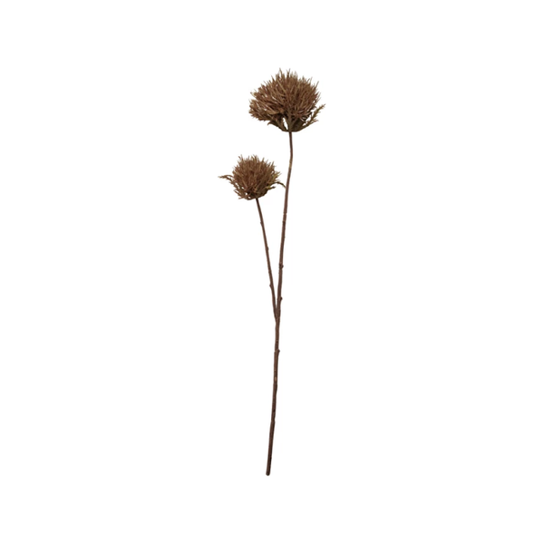 Thistle Flower Stem in Brown