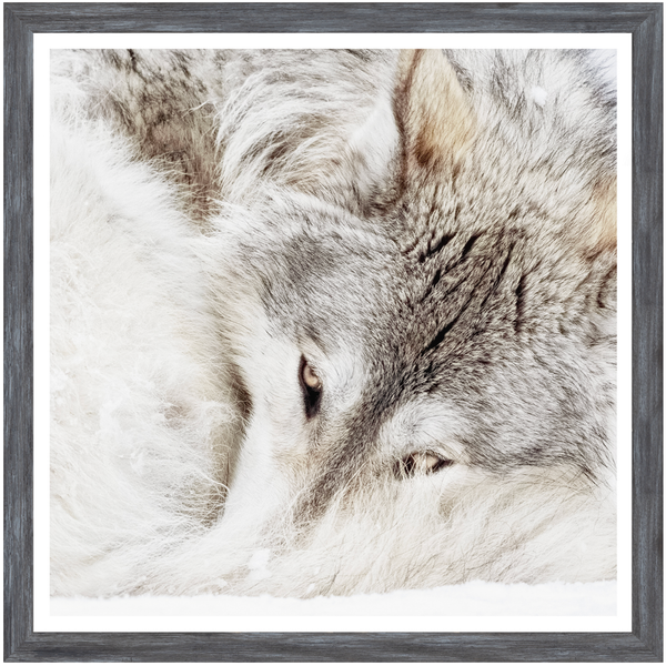 Grey Wolf Art