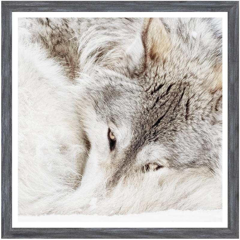 Grey Wolf Art