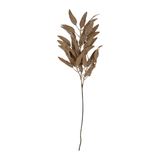 Dried Eucalyptus Stem in Cream
