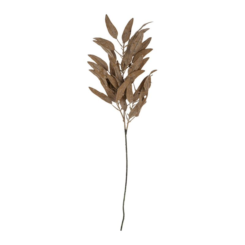 Dried Eucalyptus Stem in Cream