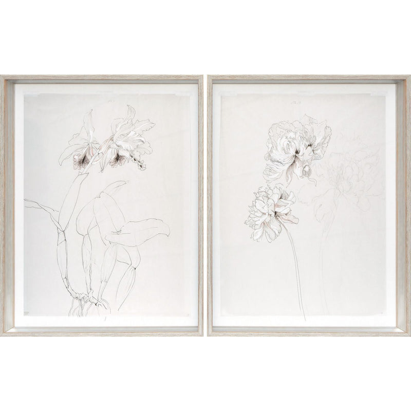 Orchard &amp; Peony Drawings S/2