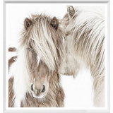 Icelandic Ponies