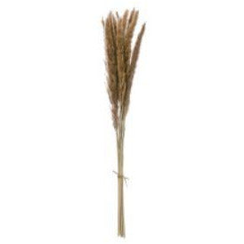 Natural Fountain Grass