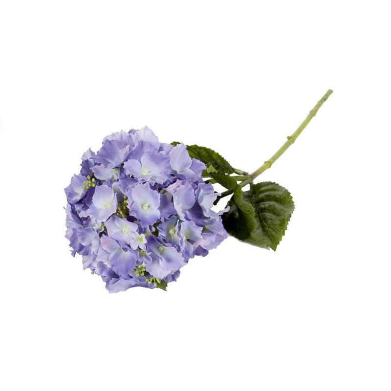 Spray Hydrangea