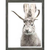 Jackalope