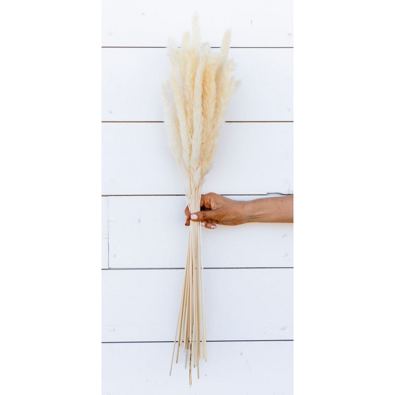 Pampas Grass Bleach White