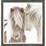 Icelandic Ponies