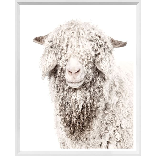 Angora Goat