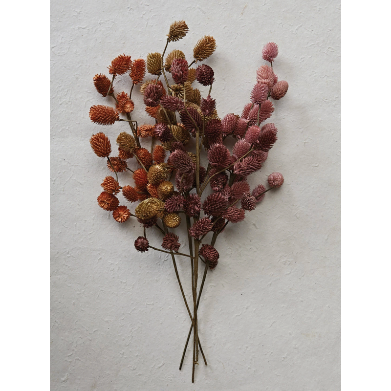 Dried Natural Thistle